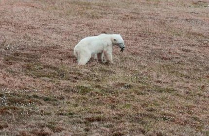 Hladové medvědici na Sibiři uvízla v tlamě plechovka: Zoufalé zvíře přišlo pro pomoc za lidmi