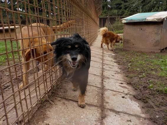 Psi k adopci z útulků, azylů a neziskových organizací
