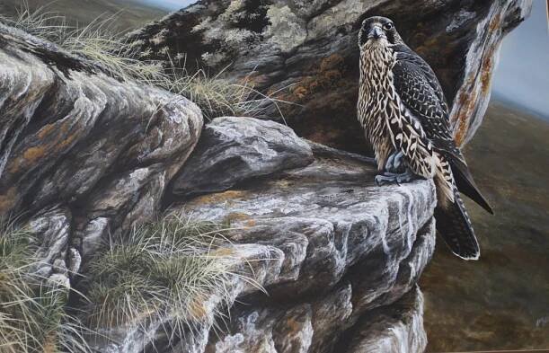 Young Gyr, A Ellis Birds/Wildlife Art