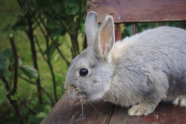 Rabbit with opal fur coloring