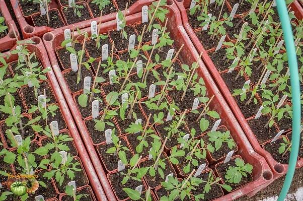 Seedling Follow-up 2017 | Tomatofifou