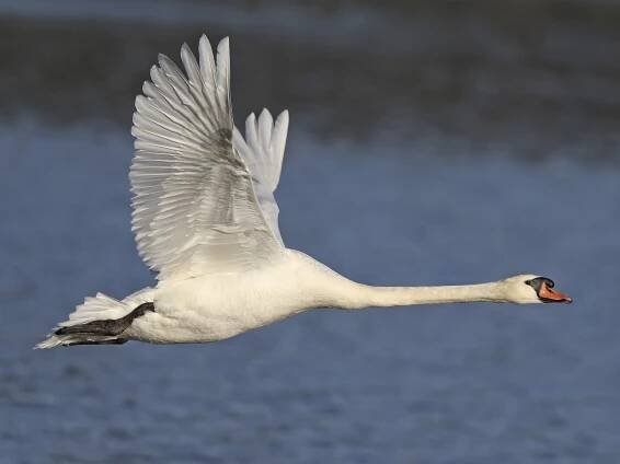 Mute Swan - Cygnus olor - Birds of the World