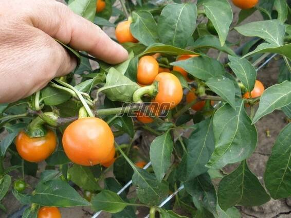 PROFI, Zelenina SEMO - Paprika Orange Koral - pálivá, p2549