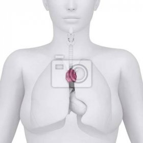 Obraz Žena brzlík a hrudníku břišních orgánů - arterior pohled