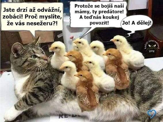 tak trochu vyzobaná slunečnice: humor na červen