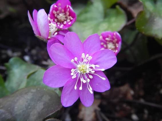 Hepatica, January bloom, common hepatica, liverleaf, liver leaf liverwort, hepatica nobilis var. obtusa, round-lobed hepatica, garden Victoria BC Pacific Northwest