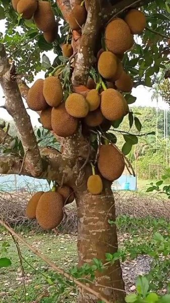 Obsahuje obrázek: Jackfruit