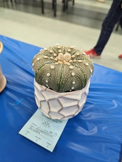 astrophytum asterias seed grown