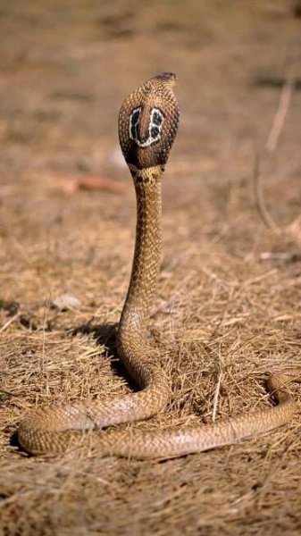10 snakes in India that can be frequently spotted in the monsoon