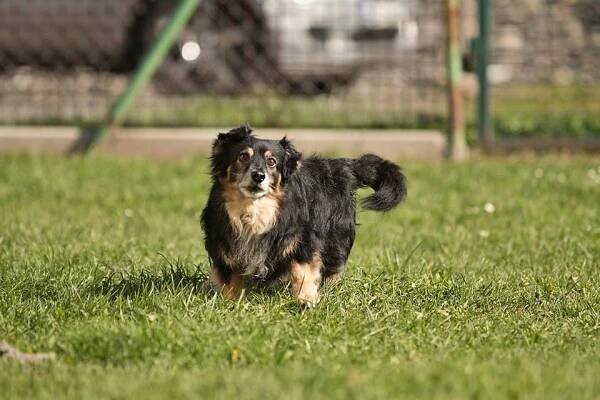 Aron - útulek Lazec / Příbram ♣ - ADOPTOVANÝ - Home4Pets