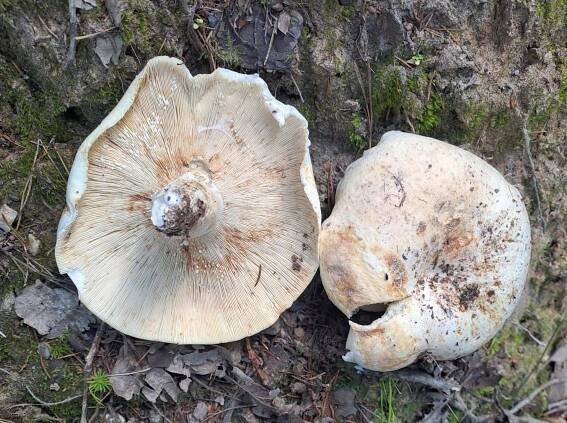 Lactarius glaucescens - ryzec zelenající