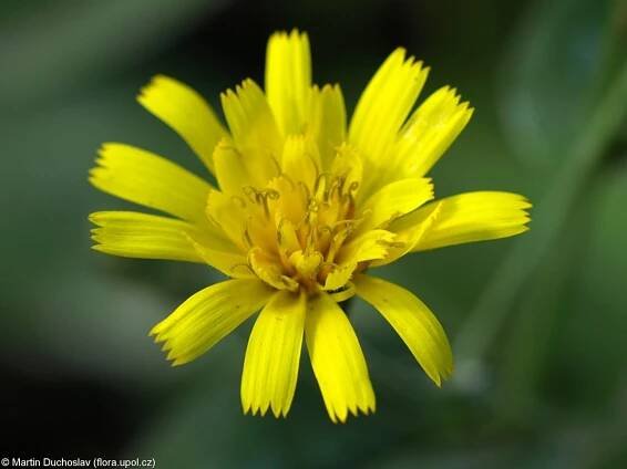 Hieracium prenanthoides – jestřábník věsenkovitý • Pladias: Databáze české flóry a vegetace