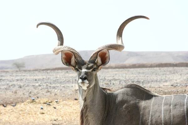 Soubor:Kudu antelope .JPG