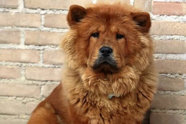 Chow Chow Pictures - AZ Animals