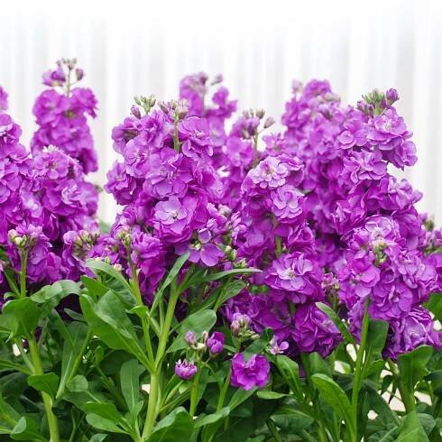 Semena fialy – Fiala Hot cakes – Matthiola incana