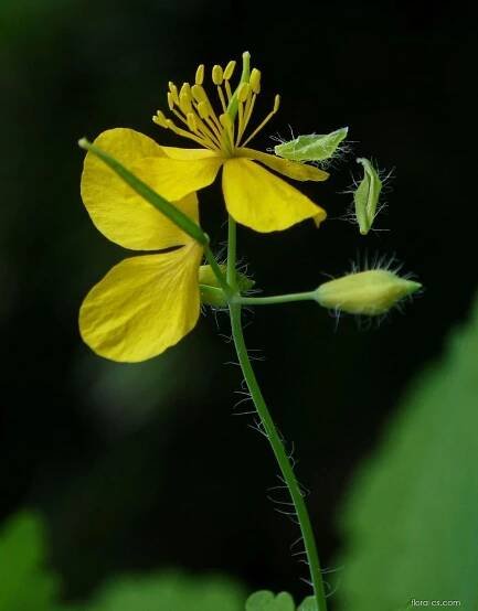 Vlaštovičník větší (Chelidonium majus)