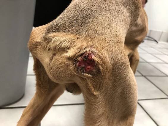 Uncategorized Archives - Wichita Animal Action League