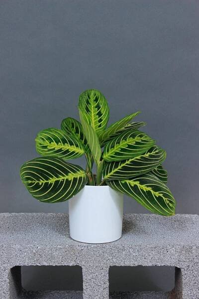 Buy Lemon Lime Maranta Plant Online in the USA – Grounded 