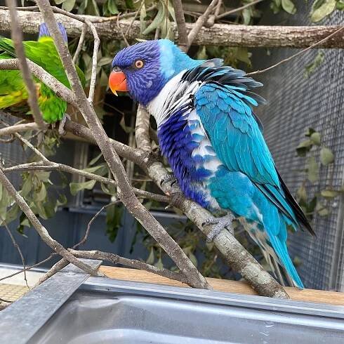 Cart – Exoticglobalbirdsfarm