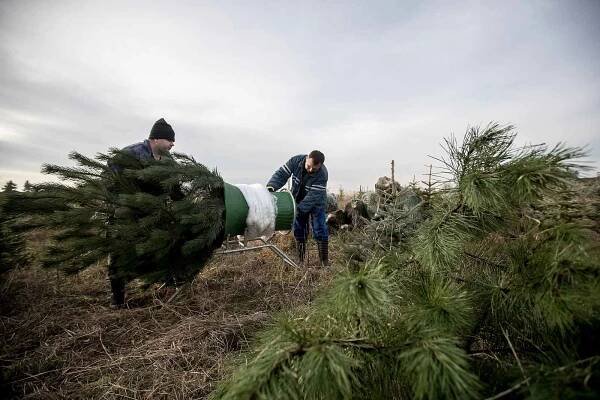 Balení vánočních stromků pro převoz do firmy Zafido na plantáži v obci Konětopy ve Středních Čechách.