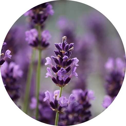 AROMACOSMESI – KLERADERM