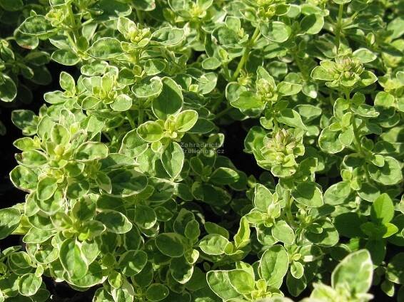 Origanum vulgare " Polyphant " - oregáno, dobromysl Zahradnictví Krulichovi - zahradnictví, květinářství, trvalky, skalničky