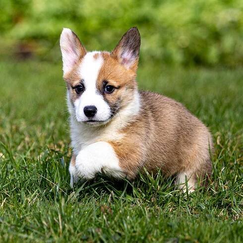 Kacey - GoldStar Puppies