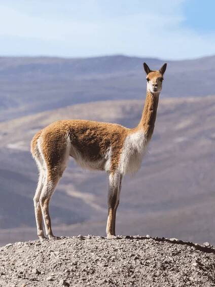 vicuña protección