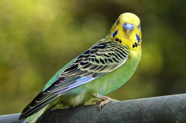 Budgerigar on a perch
