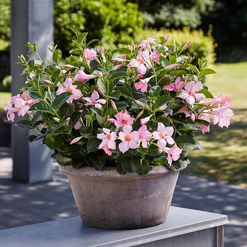 Mandevilla