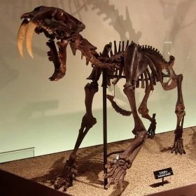 Soubor:Smilodon Skeleton.jpg – Wikipedie