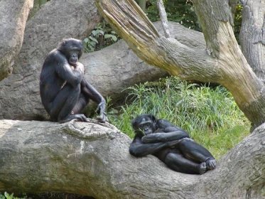 Dva bonobové