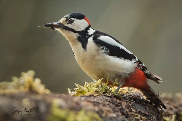 Šplhavci | Štěpán Mikulka | Wildlife fotograf