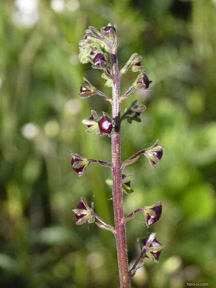 Divizna brunátná (Verbascum phoeniceum)