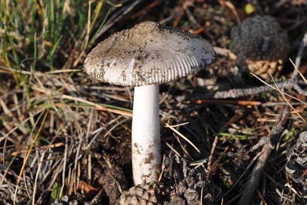 Amanita mairei
