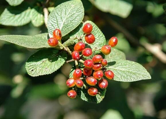 Kalina tušalaj (Viburnum lantana)
