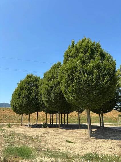 Carpinus betulus fastigiata zolla