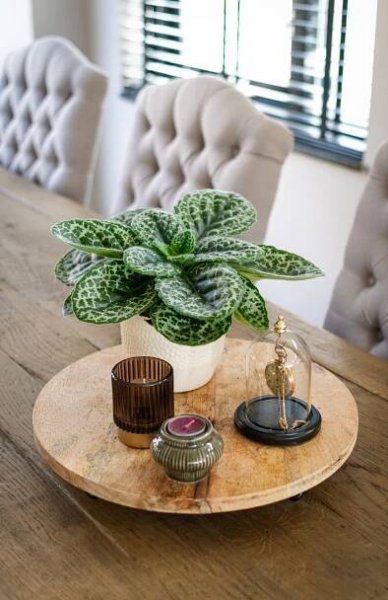 Streptocarpus Pretty Turtle