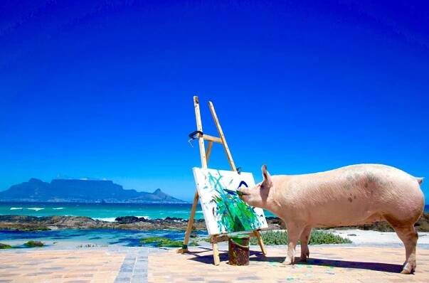 Meet Pigcasso, The World's First Pig Artist