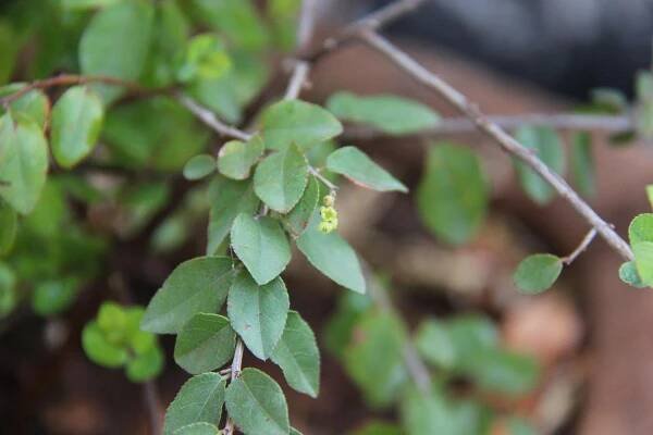 Sageretia thea – eFlora of India