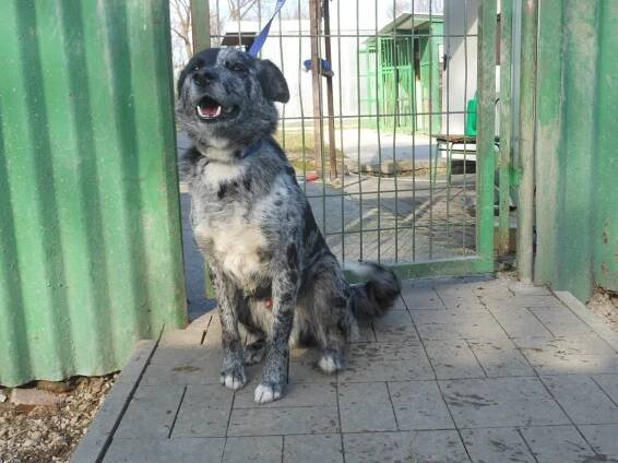 Psi k adopci z útulků, azylů a neziskových organizací