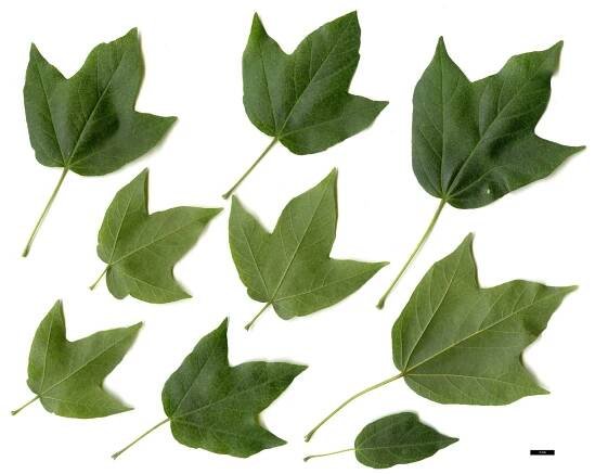 Acer Species Vegetative Scans - Maple Society