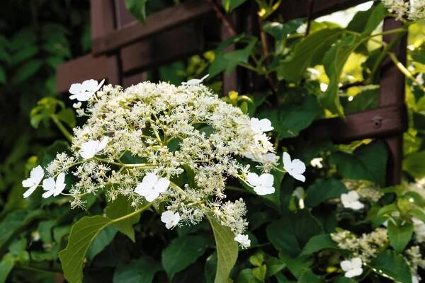 Hortenzie popínavá (Hydrangea petiolaris)
