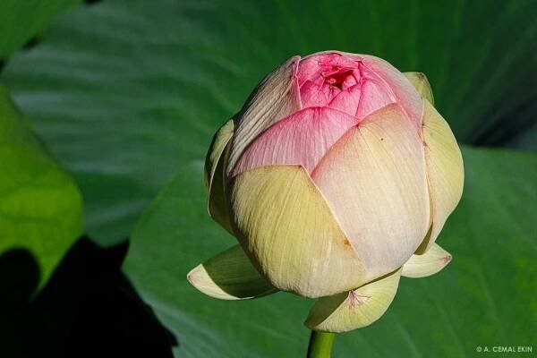 This may be an opened and closed blossom