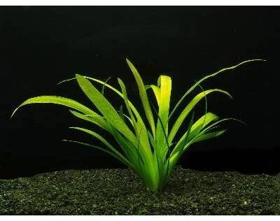 Sagittaria platiphylla