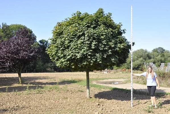 Acer platanoides 'Globosum' - Javor | Starkl - zahradní­k spol. s r.o. STROMY