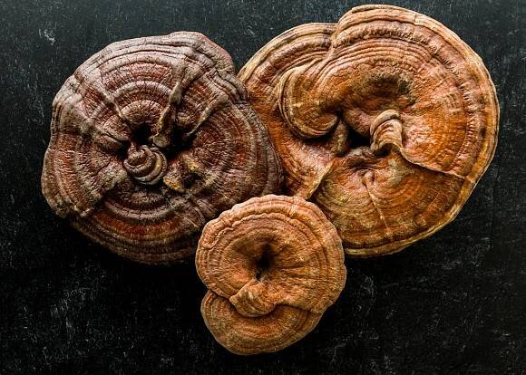 ADAPTOGENIC Powder | Organic, 7 Medicinal Mushrooms + Cacao – Anima Mundi Herbals