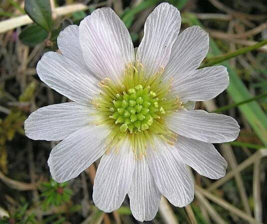 CALLIANTHEMUM ANEMONOIDES (Zahlbr.) Endl. - routevník / rutovník