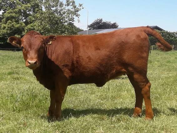 PorcPrunus Horus VG89 | Dexter mini-koeien van stal PorcPrunus