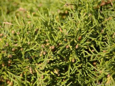 Jalovec čínský - Juniperus chinensis